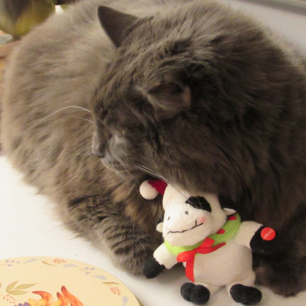 My cat is a jerk and he sheds everywhere. - Picture 3 of 8